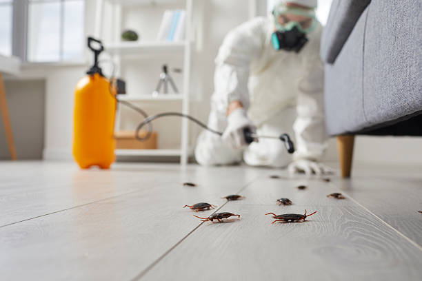 Commercial Rodent Management in Union City